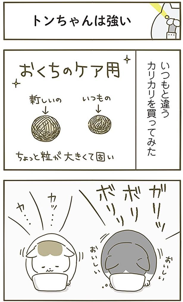 トンちゃんは強い （C）卵山玉子／KADOKAWA