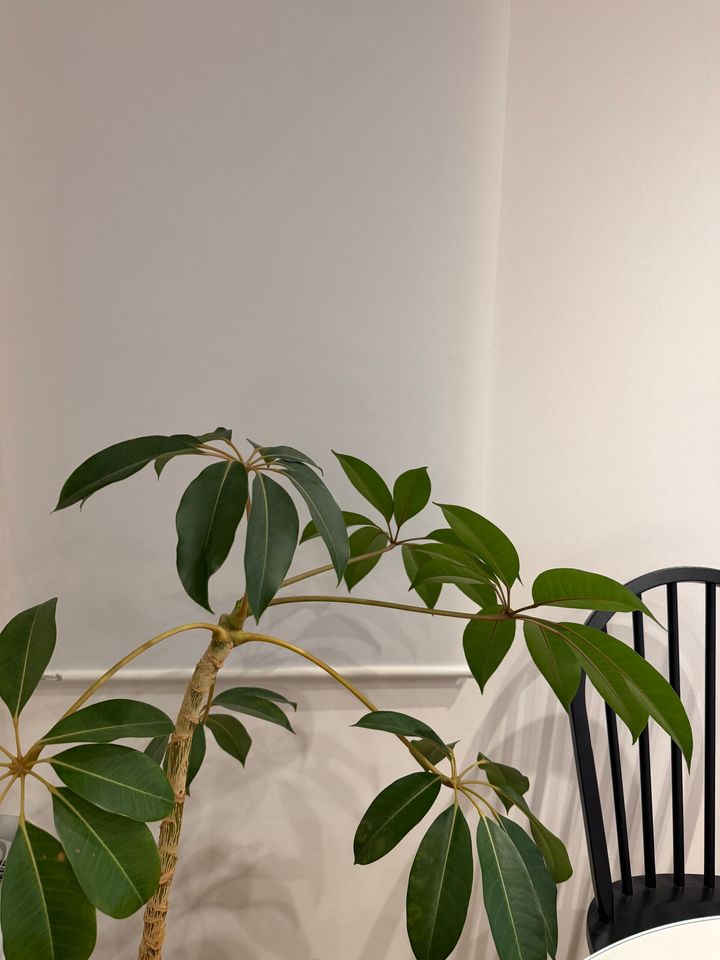 おうちでスピ活＆開運 観葉植物を置く