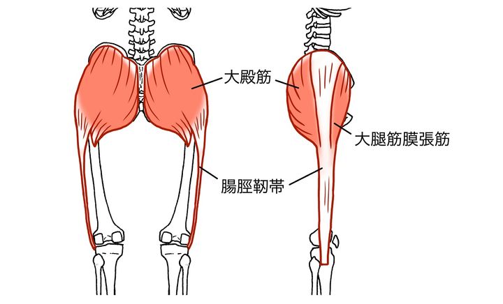 足の筋肉（下半身の筋肉）の名前と働き｜大腿四頭筋、下腿三頭筋、ハムストリングス | 健康 ×スポーツ『MELOS』