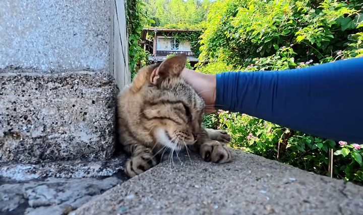 幸せそうにナデナデされる猫