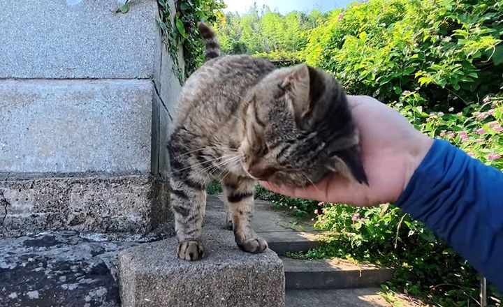 幸せそうにナデナデされる猫