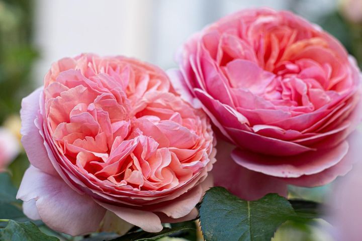 株に力があり、完璧に咲ききったイングリッシュローズ。浅めのカップから、花弁が絡まるロゼット咲きになってとても魅力的です。