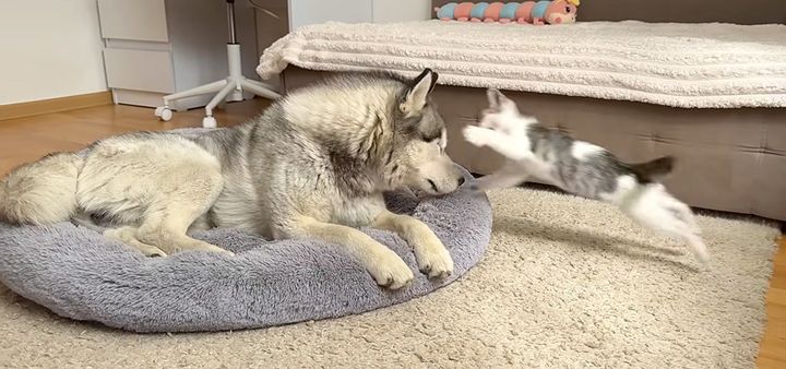 ハスキー犬に飛び掛かる子猫