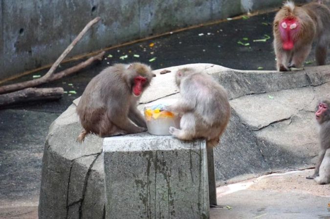 夜の動植物園2026／エサタイム