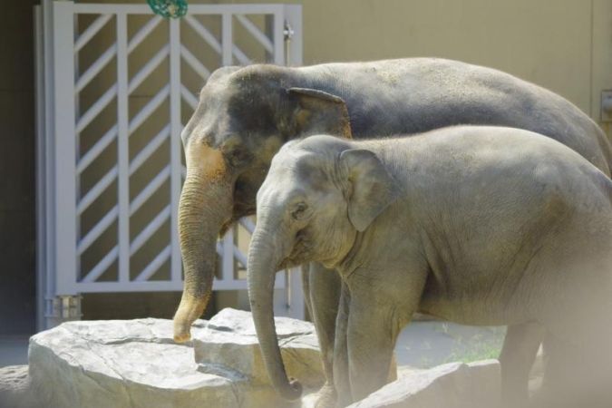 福岡市動植物園 ゾウ
