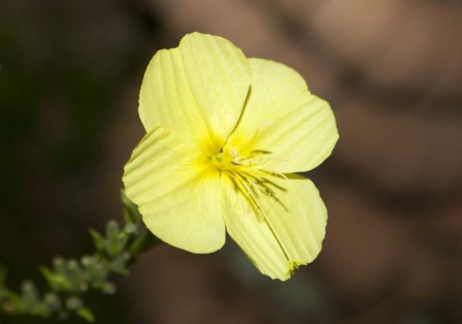 夜の動植物園2026／温室ライトアップ・オオマツヨイグサ開花ショー