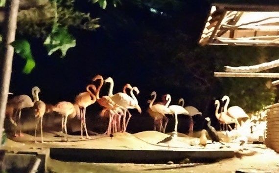 福岡市動植物園 夜の動植物園 フラミンゴ