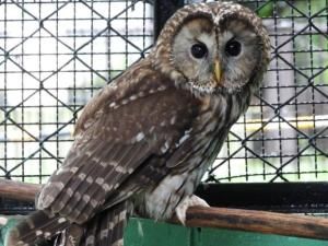 夜の動植物園2026／ZOOスポットガイド「フクロウ」