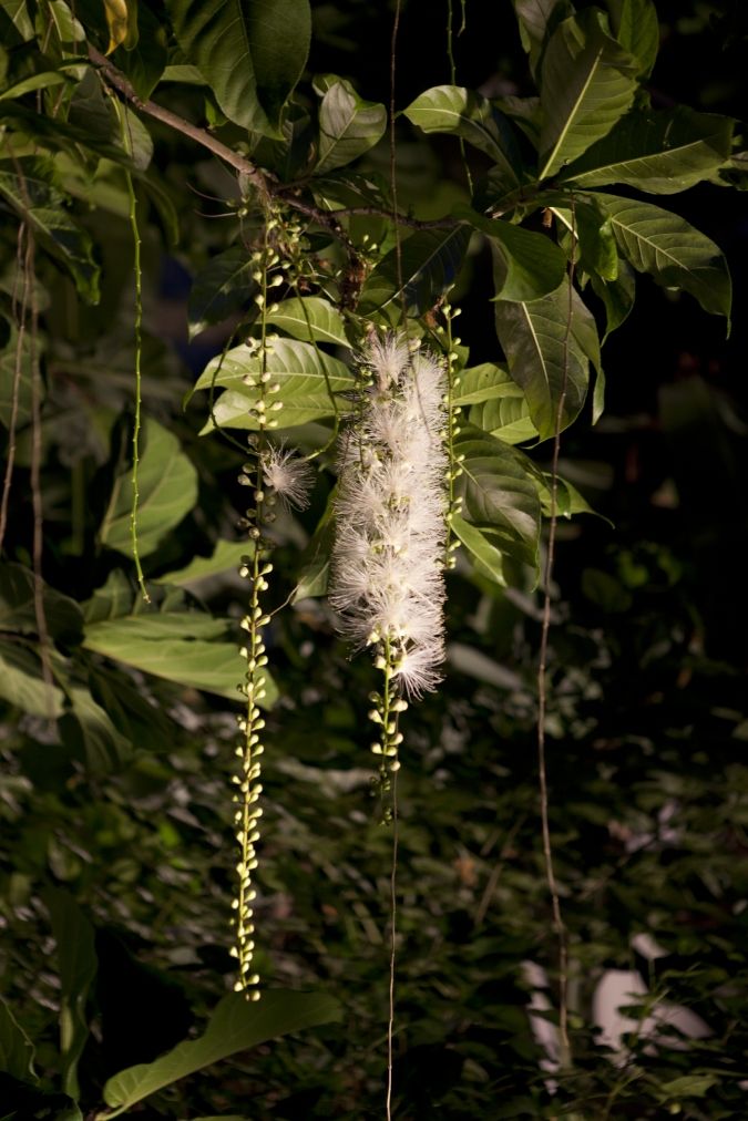 夜の植物園 サガリバナ