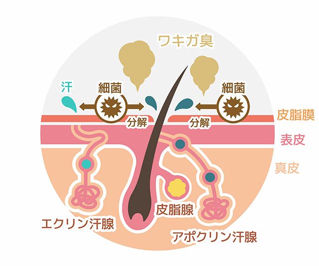 脇の匂いの仕組み
