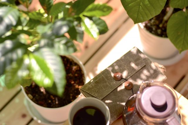 日差しと日陰とコーヒーと観葉植物 おうち読書時間イメージ