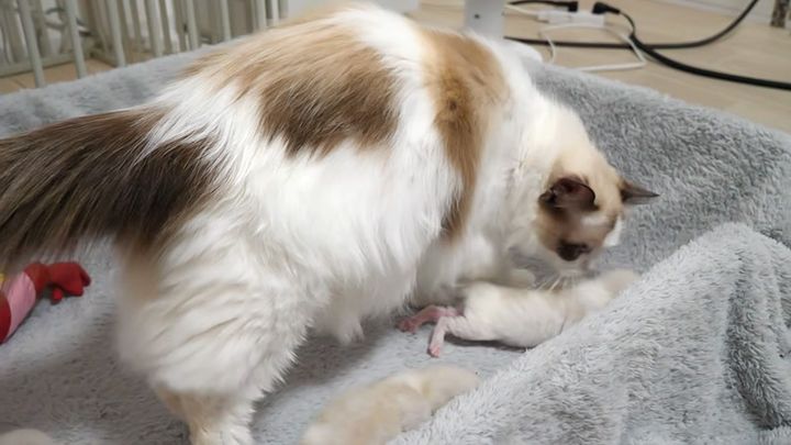 子猫達に愛情を注ぐ母猫