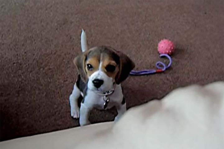 口笛の音に不思議そうな表情を見せるビーグルの子犬