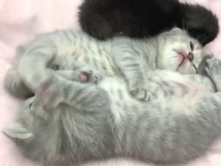 わちゃわちゃしている子猫たち、やがてスヤァ……