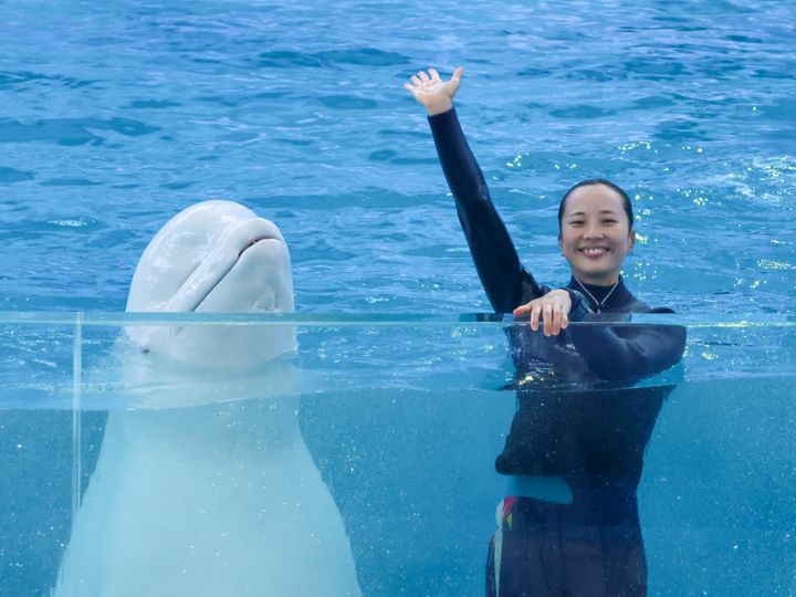 水面から顔を出すシロイルカと手を振るトレーナー