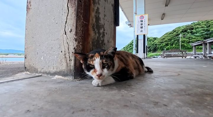 漁港で暮らしている猫