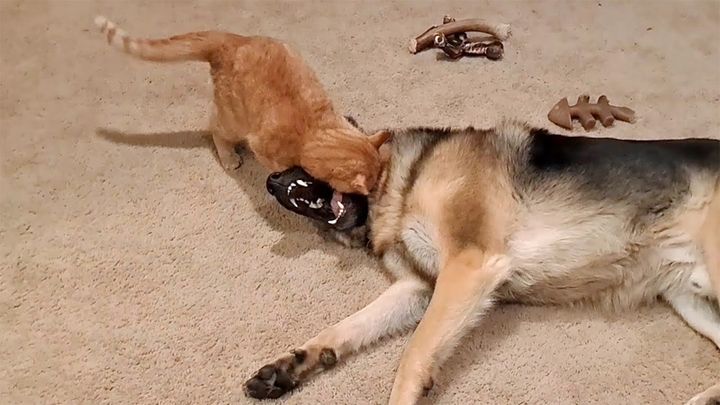 犬に襲いかかる猫