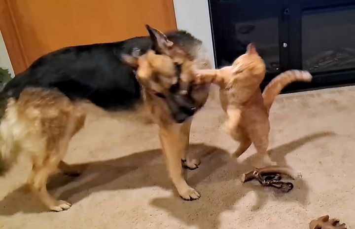 犬に攻撃する猫