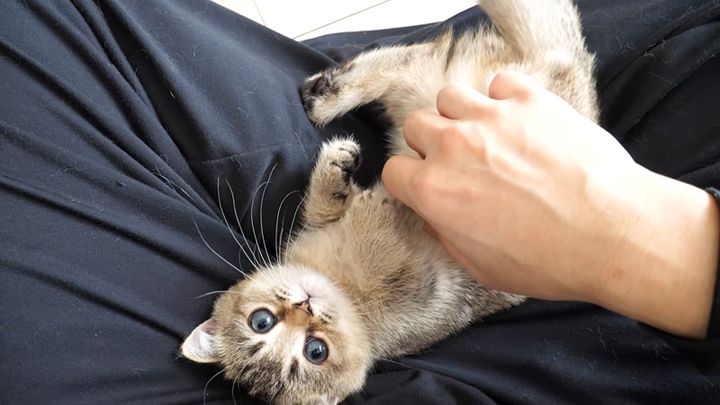 飼い主さんの膝をベッドにする子猫