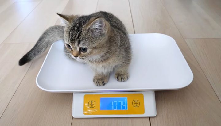 自ら体重を量る子猫