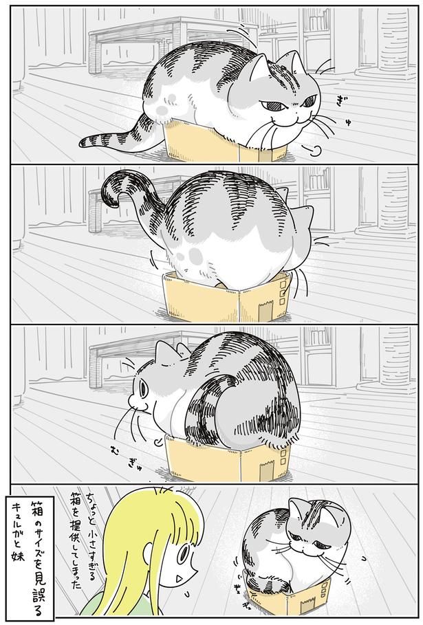箱のサイズを見誤る （C）キュルZ／KADOKAWA