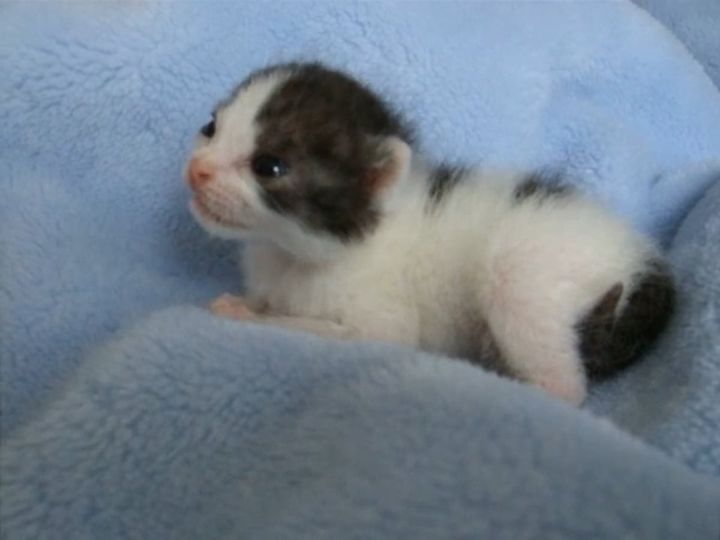 生後19日の赤ちゃん猫・ミーちゃんが毛づくろい