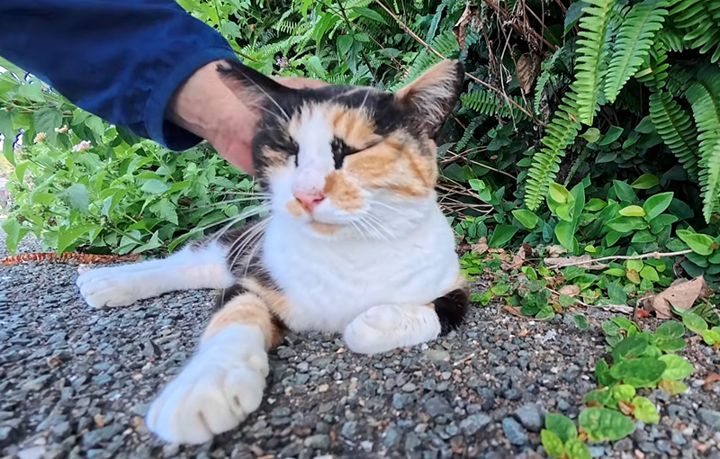 撫でると大音量で喉を鳴らす猫