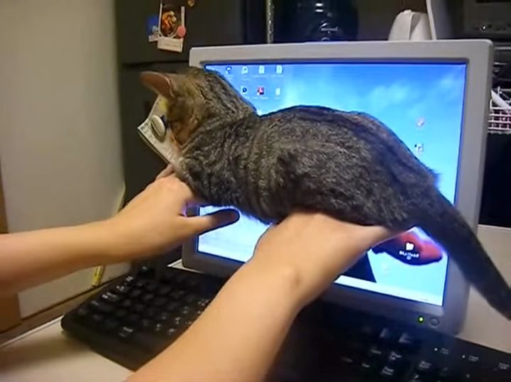 手の甲に座る子猫