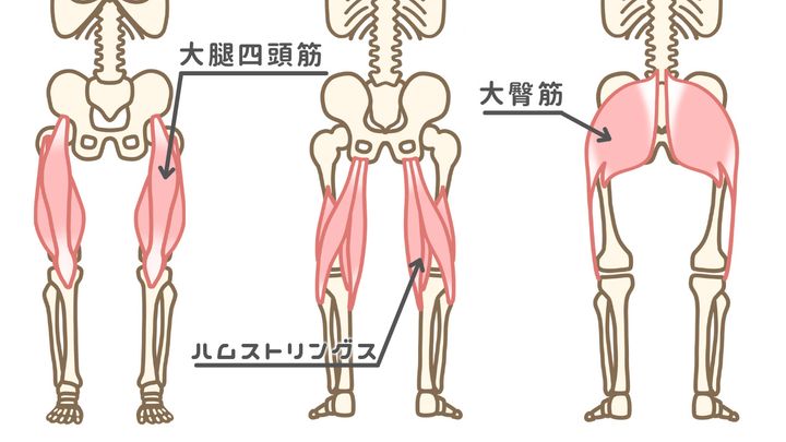 スクワットの4つの効果と正しいやり方。1日の回数は？週に何回やればいい？ | トレーニング ×スポーツ『MELOS』