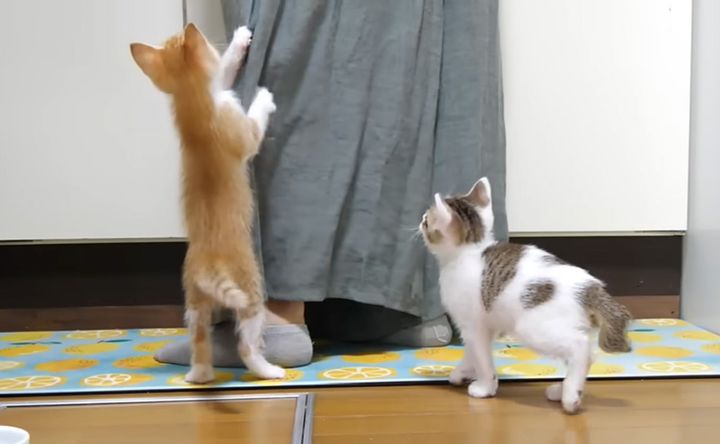 足にしがみつく子猫達