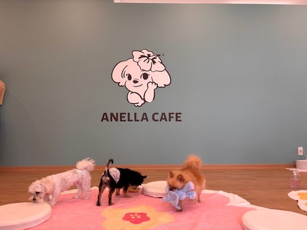 【岡山県岡山市】保護犬猫と出会える出会いと癒やしの場「ANELLA CAFE」が、岡山に3店舗目をOPEN