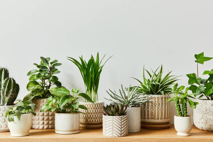 東 開運 招く 観葉植物