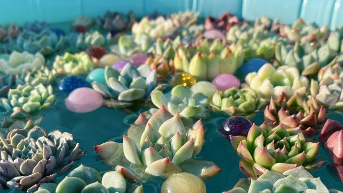 はかた夏まつり2026 多肉植物すくい