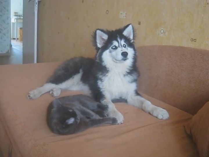 猫×犬の幸せな空間……と思いきや？