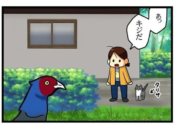 家の前にキジ…!? もちこ(@mogutchecho)