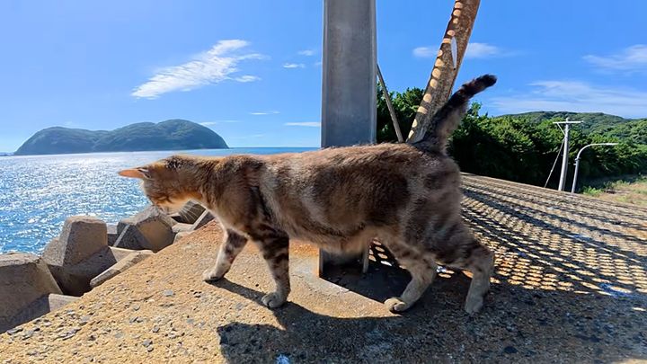 特別に住処に案内してくれた母猫