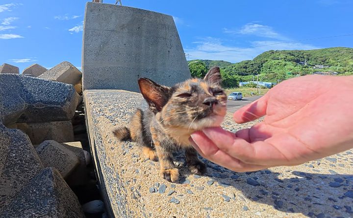 ナデナデを楽しむ子猫