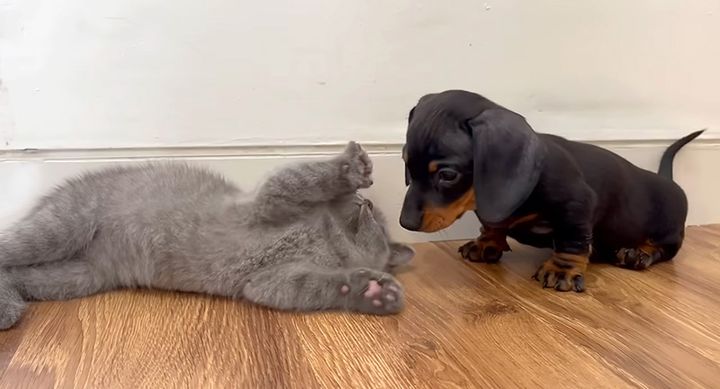 子猫と友達になりたい子犬