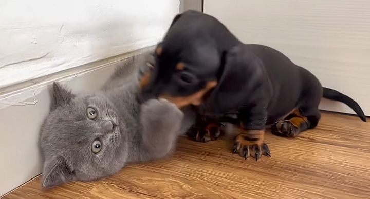 子猫と友達になりたい子犬