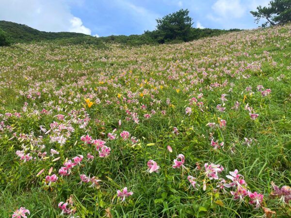 【鹿児島県薩摩川内市】一年に一度の絶景！天然記念物カノコユリ群落をチャーターヘリで訪ねる甑島ツアー