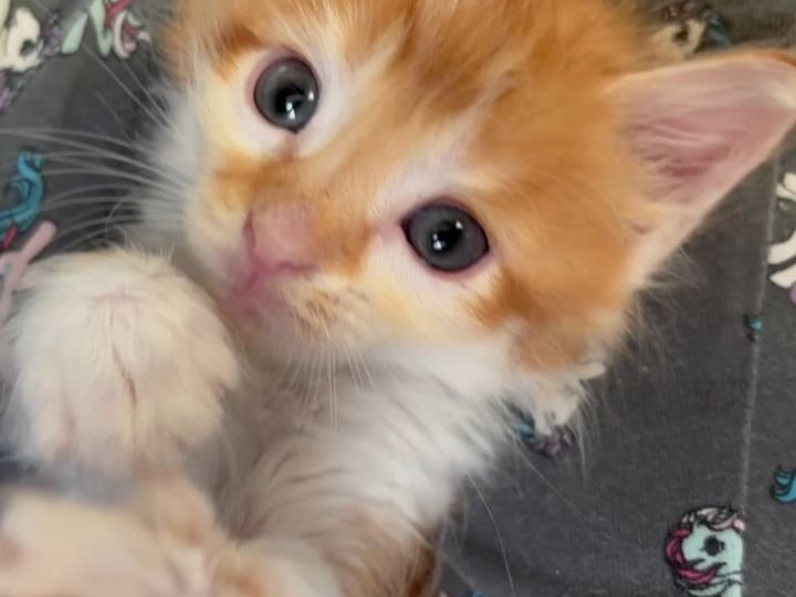 子猫の無邪気な姿に癒やされる……！