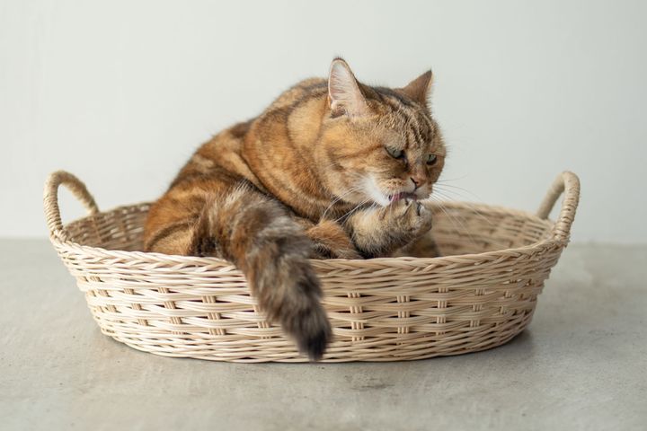 「暑い」と言えない猫のために。愛猫の熱中症対策グッズ5つ［猫のための日用品］