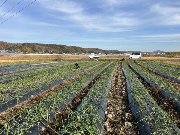 「マザームーンカフェ」で神戸の有機農家と共同開発したフライドポテトを販売