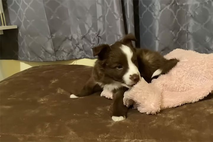 元気いっぱいに部屋の中を動き回るボーダーコリーの子犬・テッサちゃん