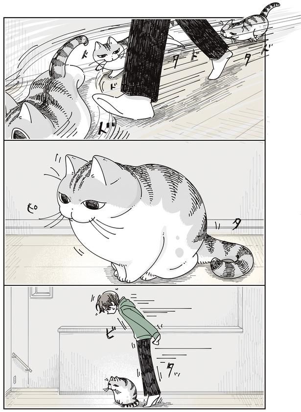 ピタッ （C）キュルZ／KADOKAWA