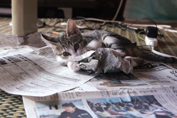 お邪魔してくる子猫のかわいさが反則級！