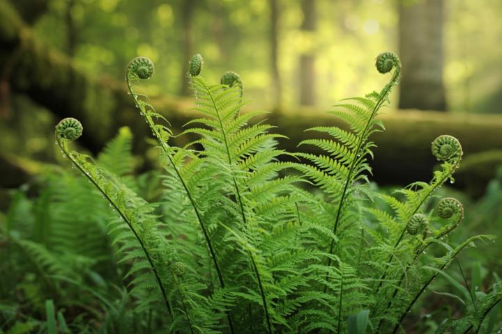 猛暑でも涼しげ！シダ植物の魅力と育て方のコツ 日陰や室内でも楽しめるおすすめ【8選】