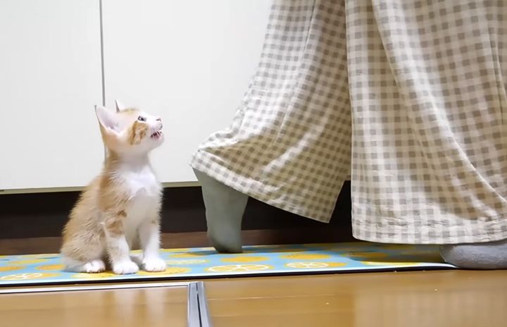 大きな声で鳴く子猫