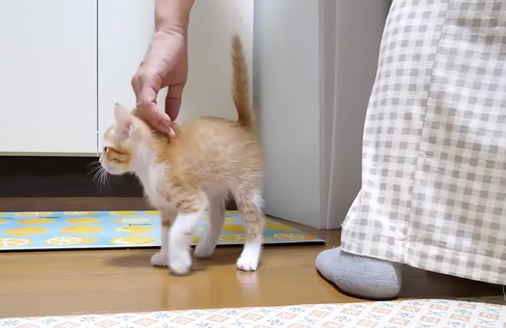 ナデナデされるとピタッと鳴き止む子猫