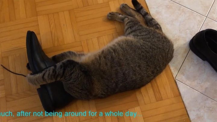 飼い主の靴に夢中で頭を突っ込む！